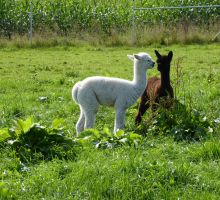 brandtely-alpaka-Nachwuchs-10.jpg
