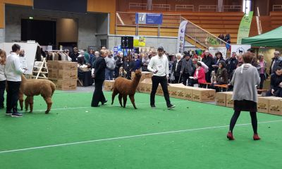 brandtely-show-02-16-043.jpg