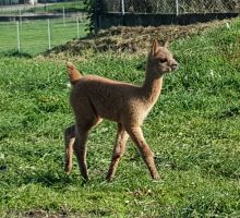 brandtely-alpaka-Nachwuchs-12.jpg